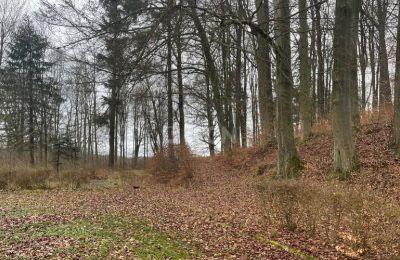 Schloss kaufen Olszyna Dolna, Pałac Olszyna, Niederschlesien, Park