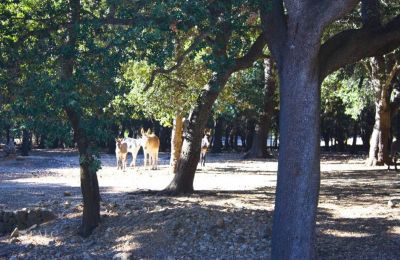 Herrenhaus/Gutshaus kaufen Mallorca, Serra de Tramuntana, Cala Sant Vicenç, Balearische Inseln, Foto 10/14