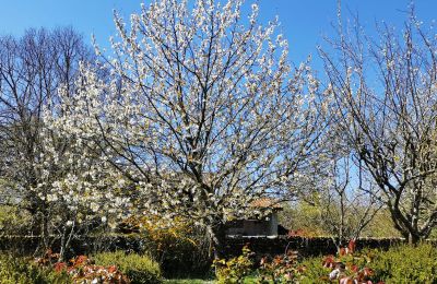 Herrenhaus/Gutshaus kaufen Marciac, Okzitanien, Garten