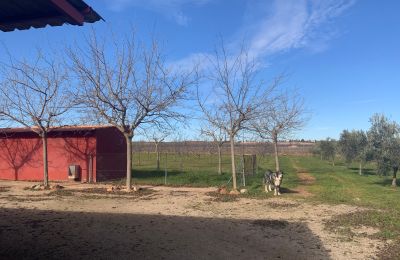 Bauernhaus kaufen Almagro, Almagro, Kastilien-La Mancha, Propiedad con almendros