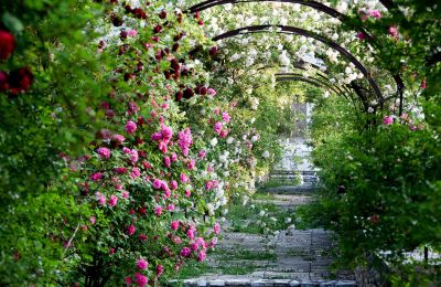 Schloss kaufen Barjac, Okzitanien, Garten